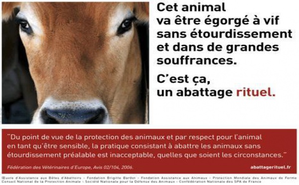 Campagne pour la prise de conscience de la cruauté des abattages rituels