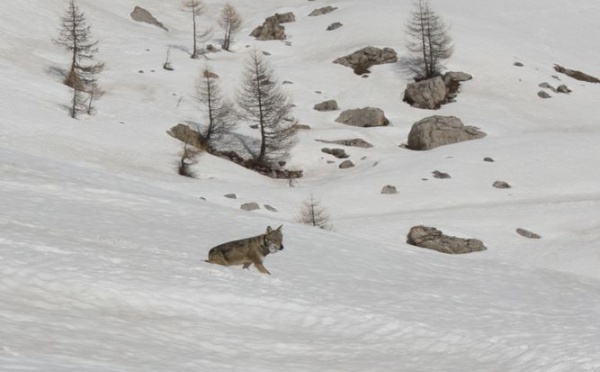 Capture d'une louve dans le Parc national du Mercantour