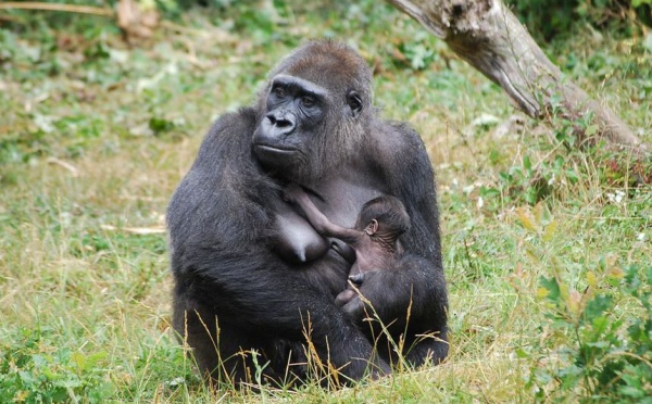 NAISSANCE D'UN BEBE GORILLE A LA VALLEE DES SINGES