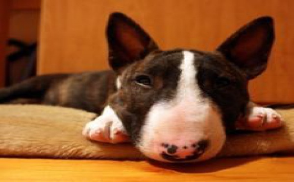 Courrier des lecteurs - Sauvons Prince le bull terrier