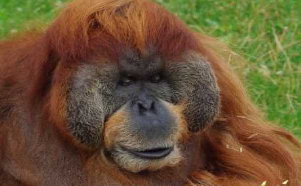 Major, l'orang-outan de 50 ans, est mort