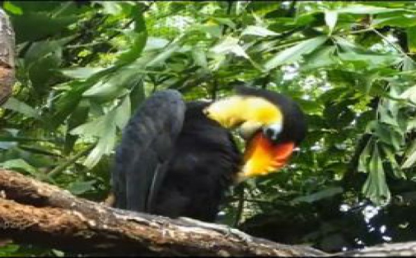 Une forêt tropicale humide pour le zoo de Leipzig