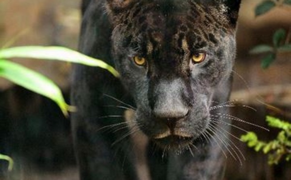 Parrainage des animaux au Parc zoologique de Paris