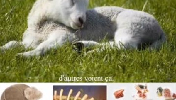 Nous et l'animal