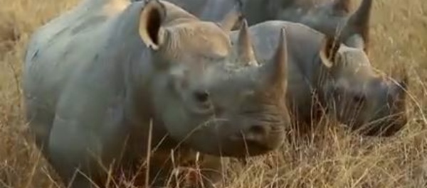 Première Journée Internationale de la Vie Sauvage