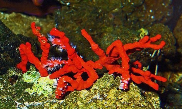 Le corail rouge, bijou d’intérêt pour les chercheurs