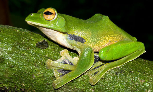 De nouvelles espèces animales découvertes dans la région du Grand Mékong