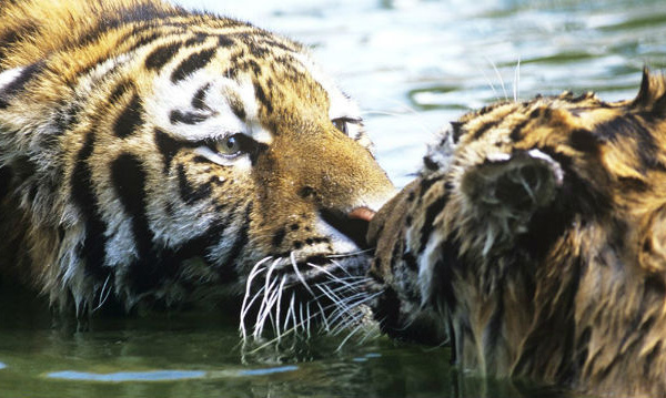 Journée internationale du tigre