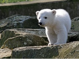 Knut, l’ours polaire allemand est mort