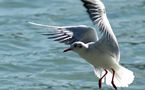 L'IMAGE DU JOUR: Mouette rieuse