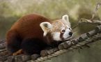 L'IMAGE DU JOUR: Panda rouge