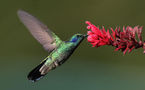 L'IMAGE DU JOUR: Colibri