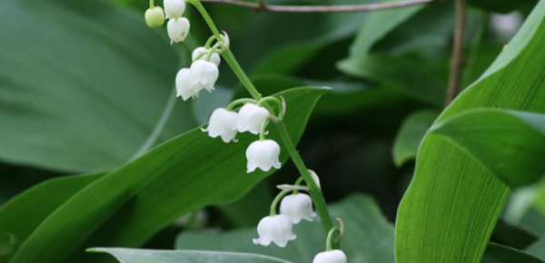 Le 1er mai et le muguet