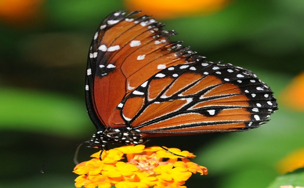 L'IMAGE DU JOUR: Jardin des papillons, Hunawihr