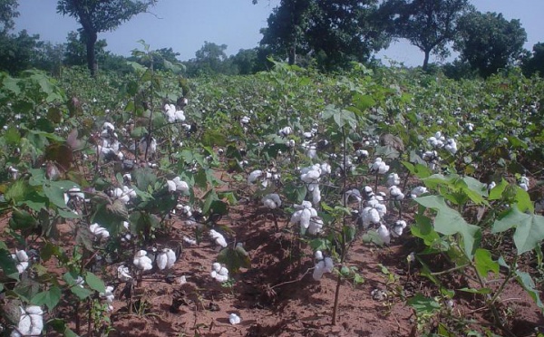 Bénin : le blues de l’or blanc