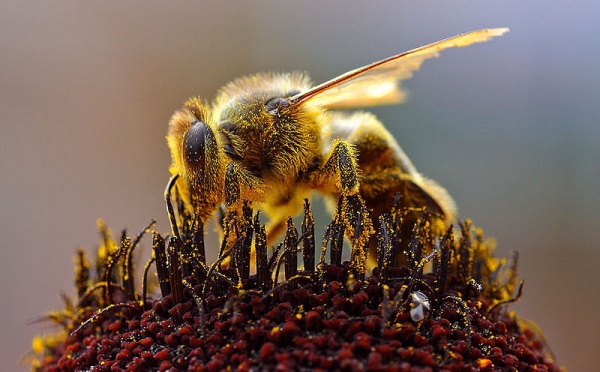 L'IMAGE DU JOUR: Abeille