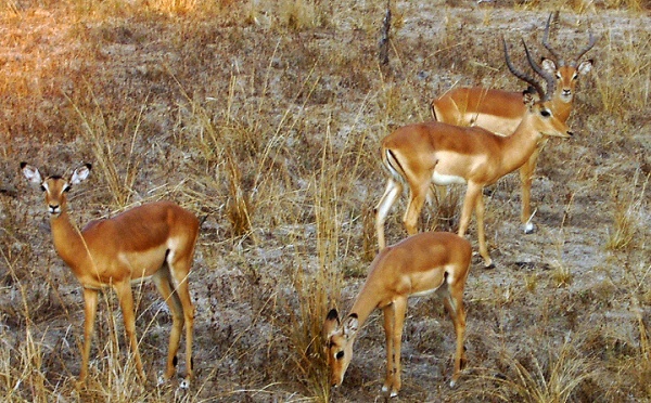 L'IMAGE DU JOUR: Impalas