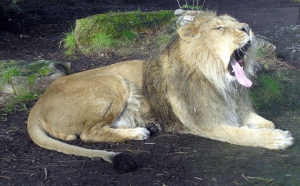 DEUX LIONNES S'INSTALLENT A BUDAPEST