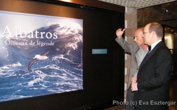 Albatros, oiseaux de légende au parking des Pêcheurs à Monaco