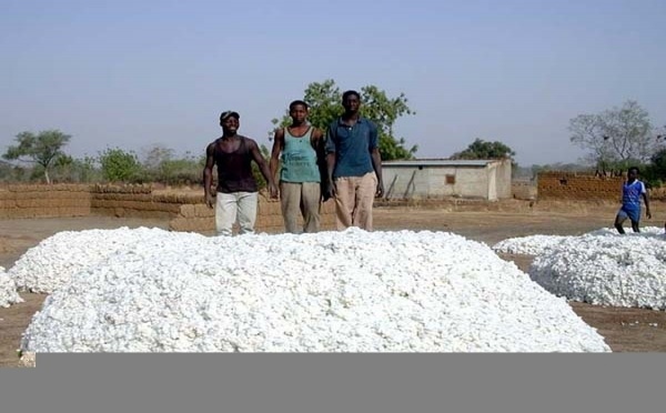 Agriculture / Filière cotonnière: Malgré les vicissitudes, l’or blanc tient debout