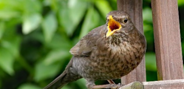 Sud-Est: la chasse à la glu autorisée