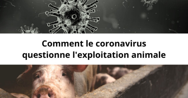 Comment le Coronavirus questionne l'exploitation animale