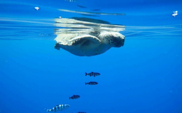 L'IMAGE DU JOUR - Regards d’enfants sous la mer