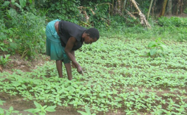 Reportage: Promotion du maraichage biologique au Bénin