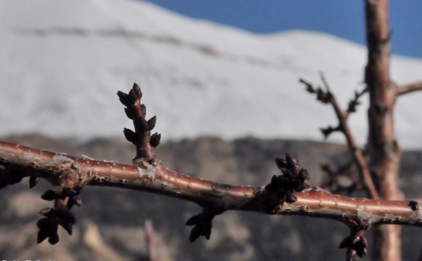 L’IMAGE DU JOUR – Les bourgeons de l’hiver