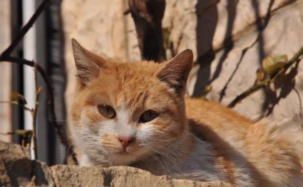 L’IMAGE DU JOUR – Le repos du chat