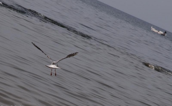 L’IMAGE DU JOUR – Oiseau de mer