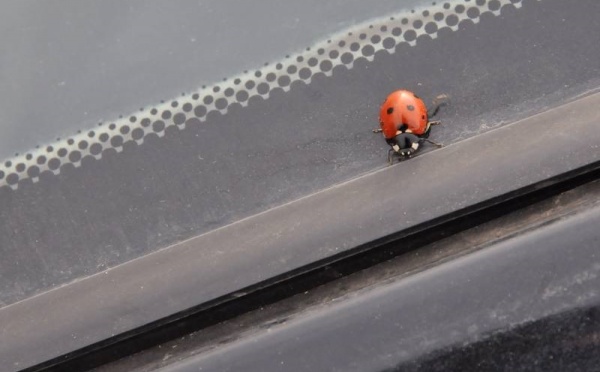 L’IMAGE DU JOUR – Coccinelle