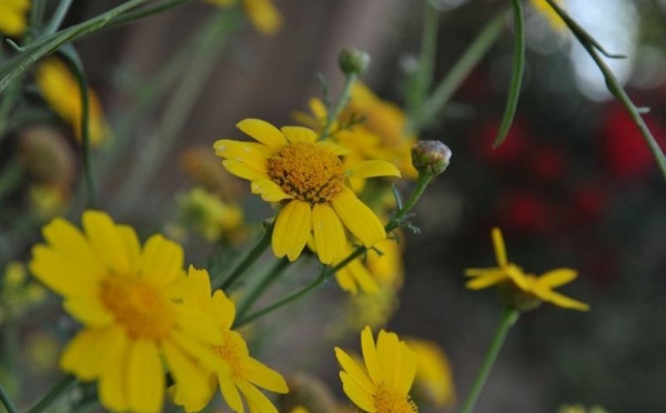 L’IMAGE DU JOUR – Fleurs du printemps