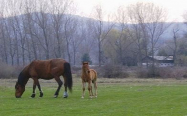 Compétition internationale au Club d’équitation Equestria