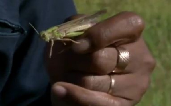 L'invasion massive de criquets au Madagascar menace la sécurité alimentaire