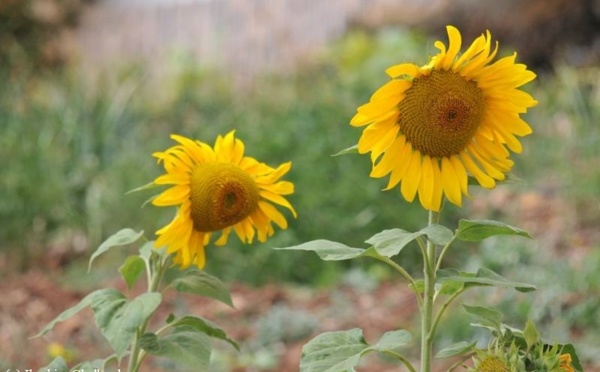 L’IMAGE DU JOUR – Tournesol