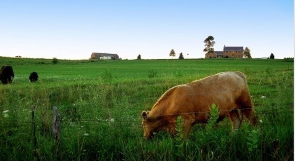 Le salon international de l’agriculture: la belle face de l’agriculture française