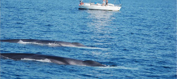 La Convention ACCOBAMS en faveur des mammifères marins