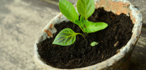 Au jardin, la réalisation des semis...