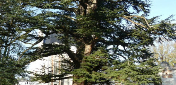 Le cèdre du Liban du château de Selles-sur-Cher