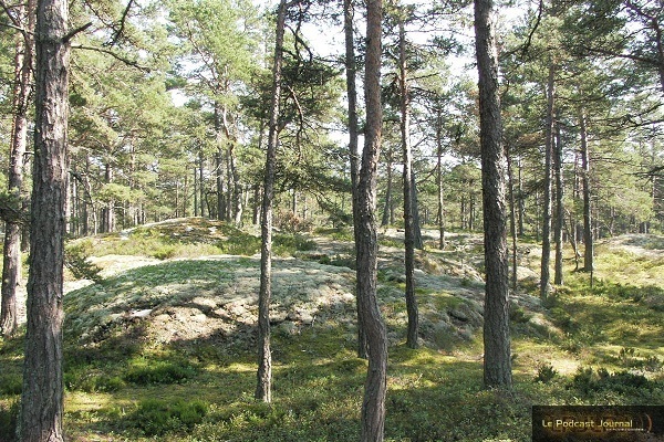 Suede_06.jpg Suede_06.jpg